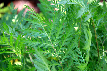 Insect repellent herbs　Tansy