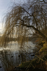 Refelction of stems in water