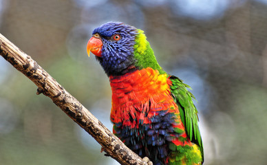 Love bird sitting alone on the stem