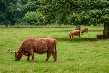 Highland cattle