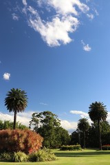 Fototapeta na wymiar Beautiful trees in the park with blue sky background
