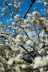 Plum-tree flowers