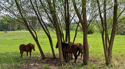 Naklejka na ściany i meble Another shot of horses under the trees
