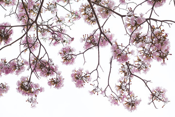beautiful flower of pink trumpet tree against white background (Tabebuia rosea)