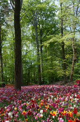 Fototapeta premium Tulipany