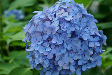 あじさい