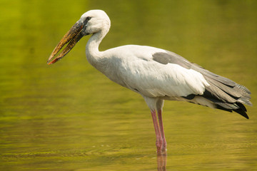 asian open bill stork bird