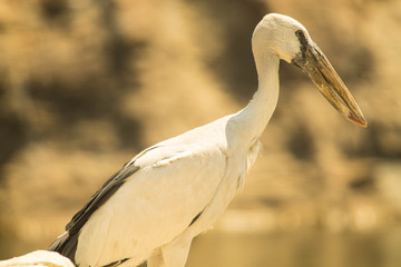 asian open bill stork bird