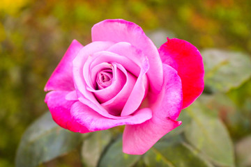 pink rose