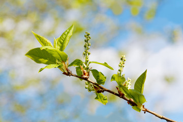 Branch of a tree with blossoming flatteries