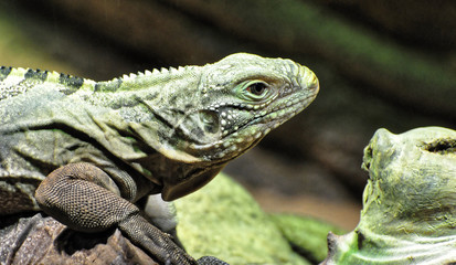 Close shot of the lizard