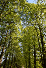 Park way between trees on spring