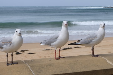 Australien Forster Möwen 2