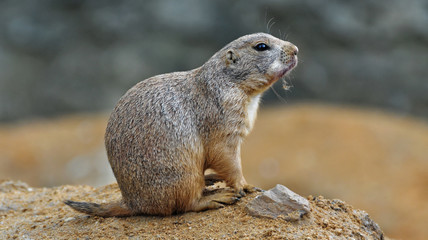 Rat is looking at something