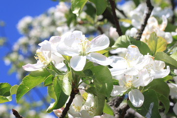 Beautiful white apple blossoms and green apple tree leaves in apple garden in good sunny weather in spring