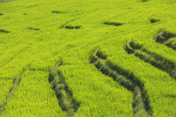 Fresh green rice terrace field in rain season before harvest time, in countryside of Chiang Mai, Thailand.