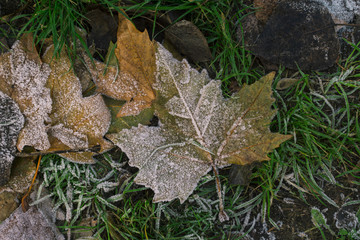 Orange and Yellow Frozen in Autumn Fallen Leaves. Green Grass, greenery color of the year. Inspirational Original Photo.
