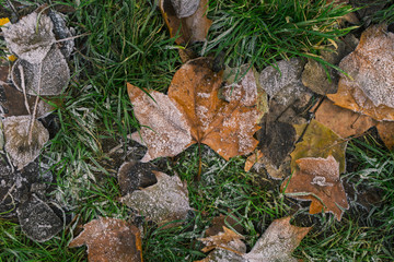 Orange and Yellow Frozen in Autumn Fallen Leaves. Green Grass, greenery color of the year. Inspirational Original Photo.