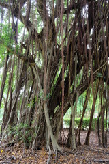 Big Mangrove tree