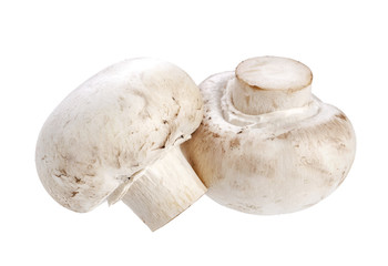 Mushroom champignon isolated on white background