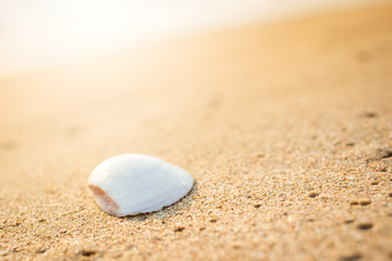 Beautiful white shell on beach with sun lighting on the top close up.