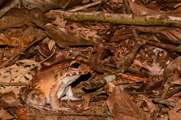 Naklejka premium Smoky Jungle Frog