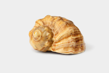 Brown shell of rapan