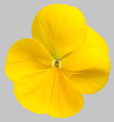 Yellow  flower pansy isolated on gray background.