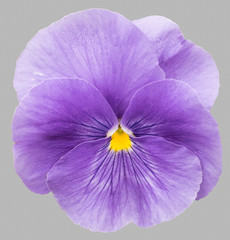 Purple pansy flowers isolated on gray background.