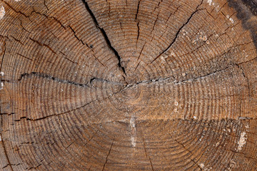 cut tree with annual rings