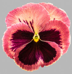 Pink brown pansy flowers isolated on gray background.