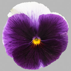 Purple white pansy flowers isolated on gray background.
