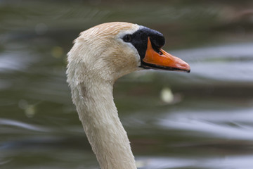 Fototapeta premium Mute swan