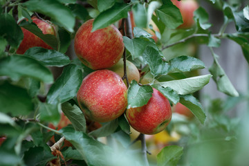 Closeup of a branch with fresh red apples