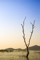 Branchs of a dead tree standed over the lake while the beautiful sunset sky background close up.