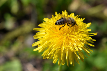 Пчела на цветка одуванчика