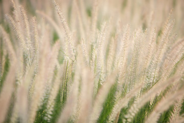 white reeds grass background texture