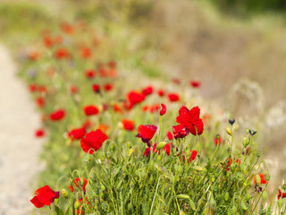 Obraz premium Red poppies and grass on a roads kerb