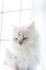 Fototapeta premium 眠そうな猫