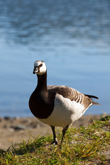 Branta leucopsis, close-up