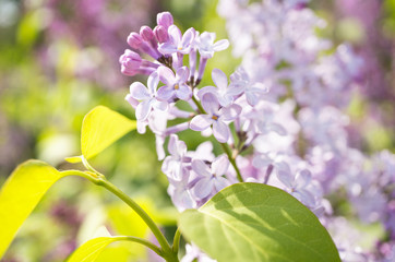 A photo of lilac flowers. Selective focus.