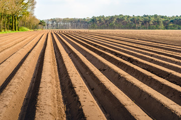 Potato ridges in a Dutch landscape in the spring season