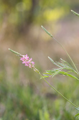 A photo of a pink wild flower. Selective focus.