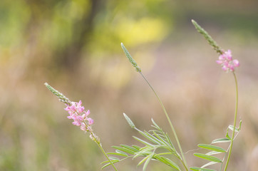 A photo of a pink wild flower. Selective focus.