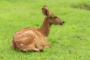 Deer fawn 0n green grass