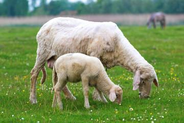 Lamb and sheep are graze