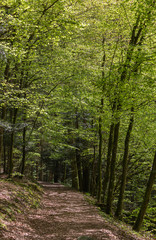 Obraz premium Sous-bois au printemps