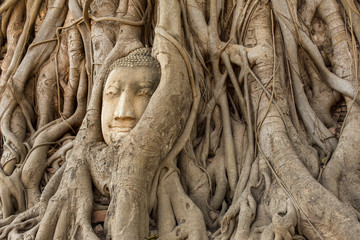 Buddha Head in Tree Roots in Wat Mahathat , Ayuthaya , Thailand