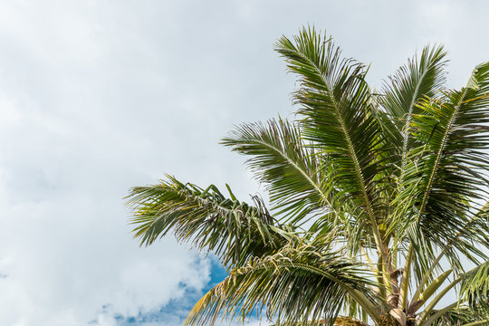 Palm trees background, tropical Bali island, Indonesia.