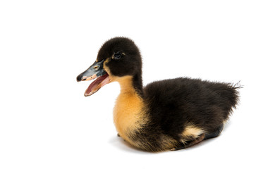 Small ducklings